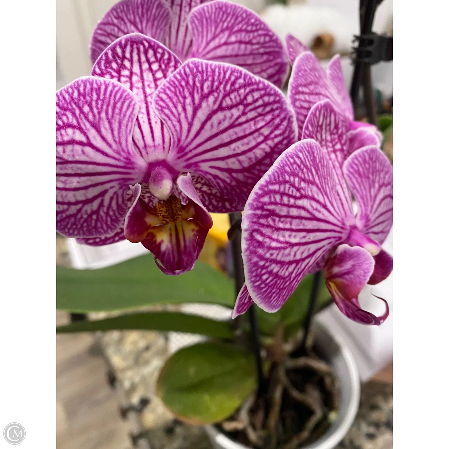 Pants Designer By Rebecca Minkoff In Black, Size: 2x