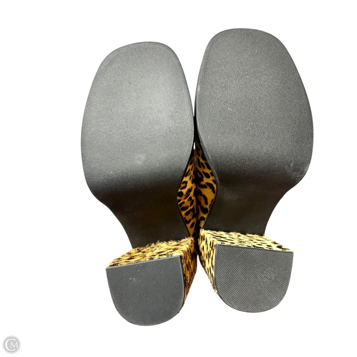 Shoes Heels Block By Steve Madden In Leopard Print, Size: 8.5
